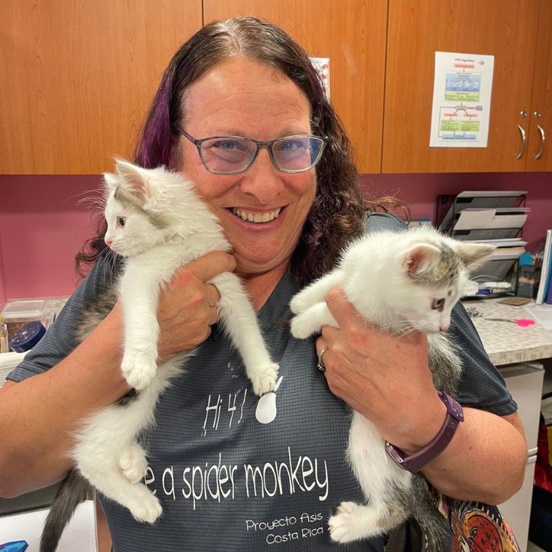 Kitten Care Hospitals Feline Wellness Visits